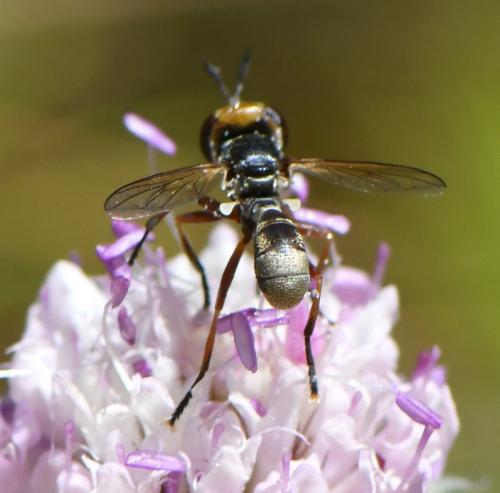 Réf. 285 251 : Conops sp.
